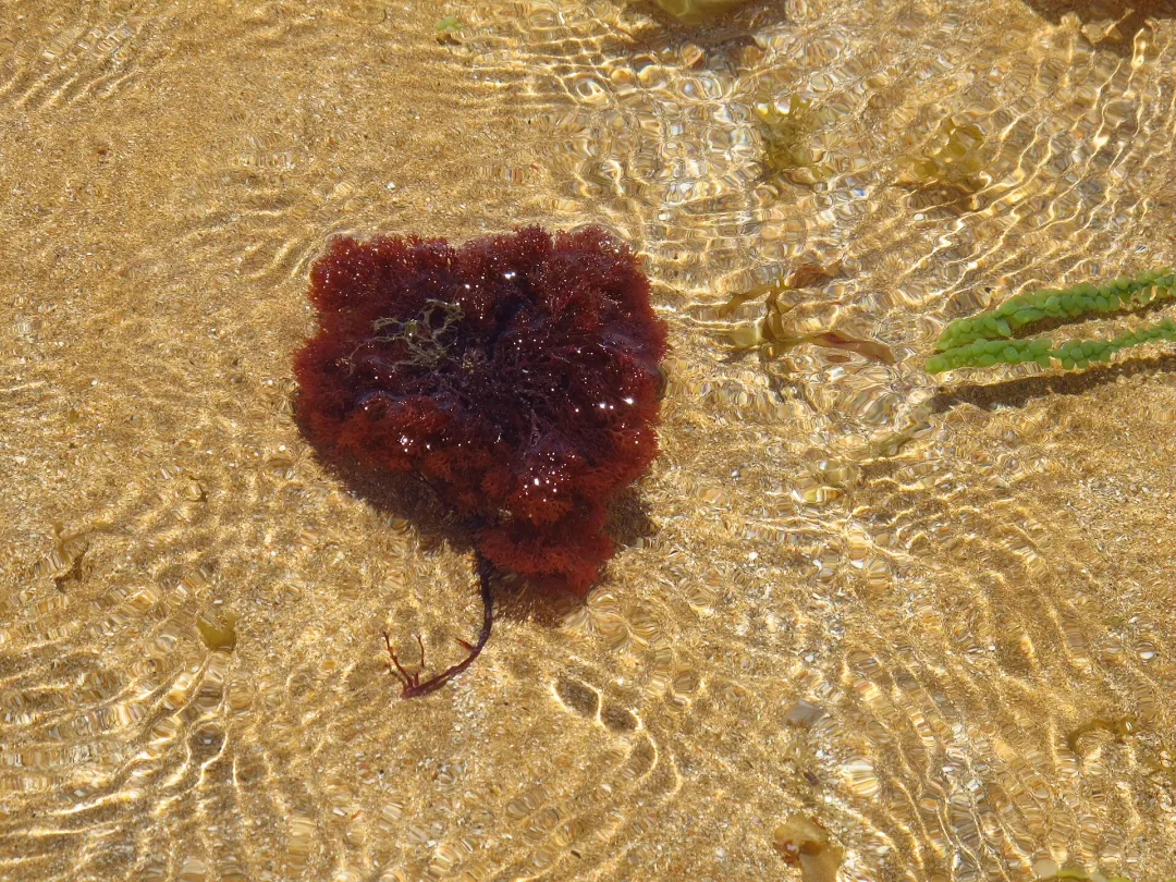 Parque Estadual Marinho de Areia Vermelha