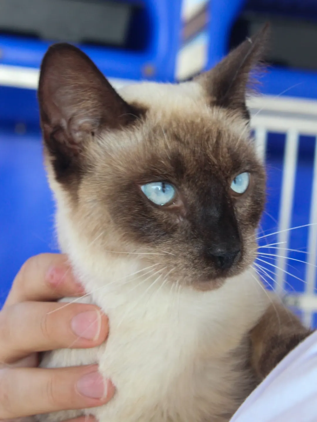 Cabedelo promove Feira de adoção de gatos no Parque do Jacaré