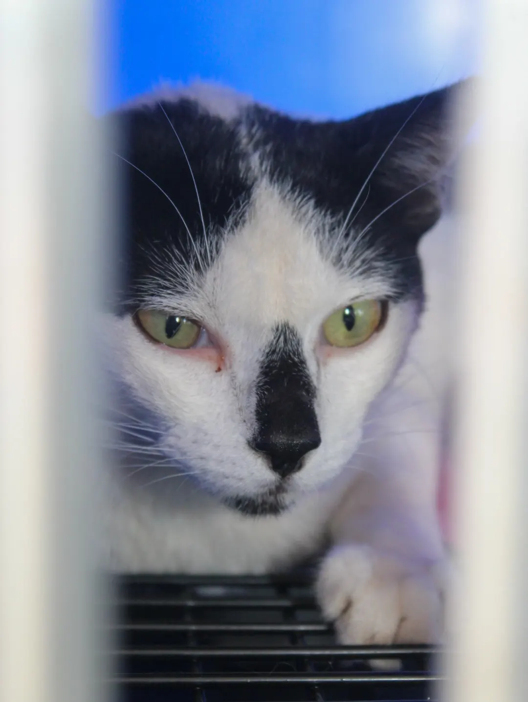 Cabedelo promove Feira de adoção de gatos no Parque do Jacaré — foto 7