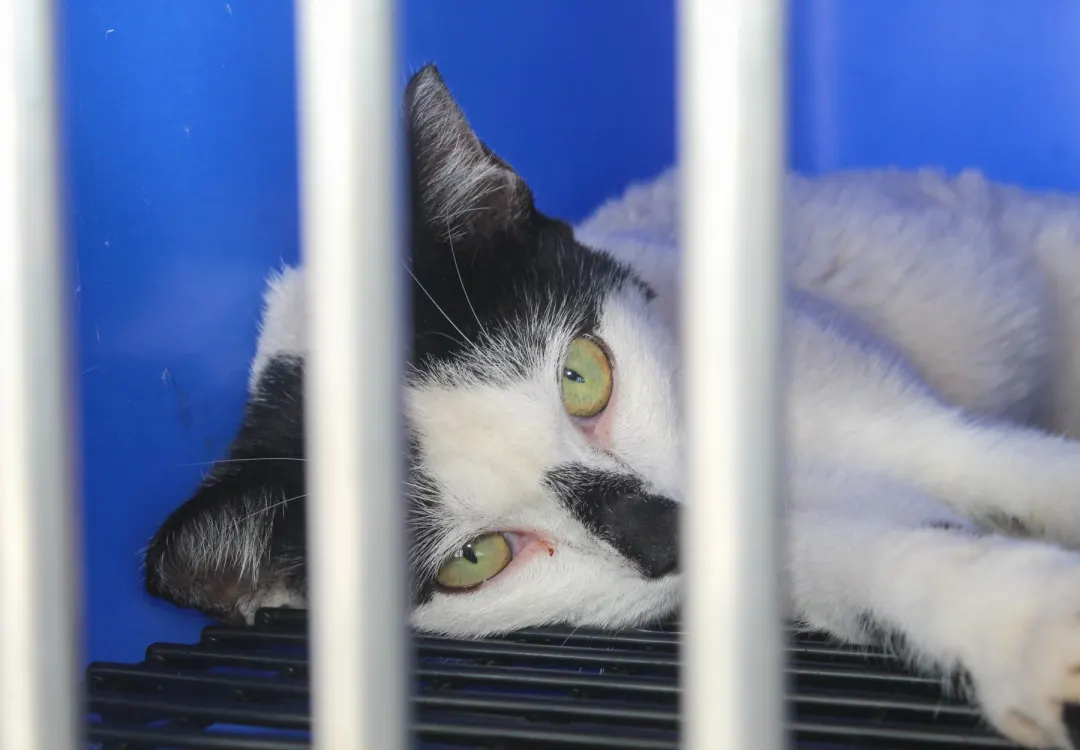 Cabedelo promove Feira de adoção de gatos no Parque do Jacaré — foto 5